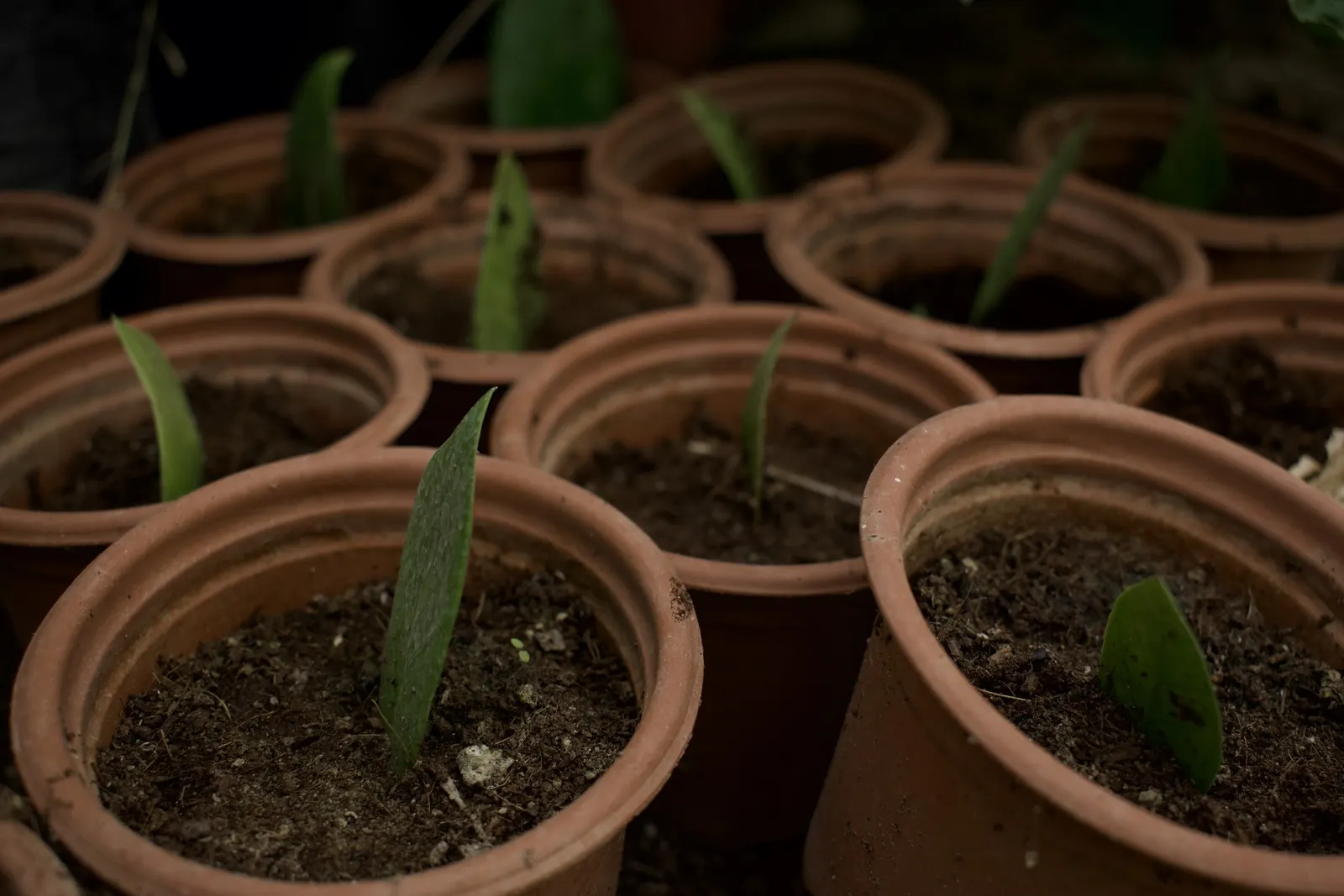 Zee Zee Plant (Zamioculcas Zamiifolia) — Thriving in low-light conditions with minimal water, it is drought tolerant and can endure neglect; it's, image 53