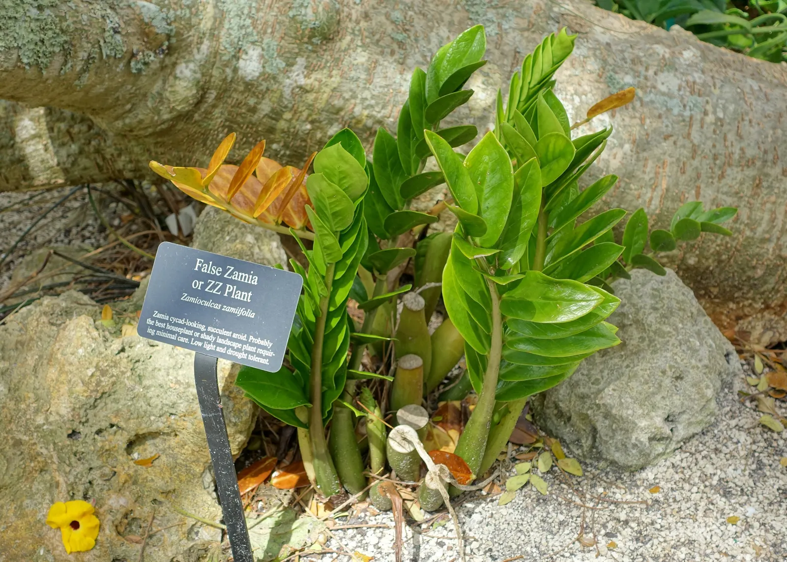 Zee Zee Plant (Zamioculcas Zamiifolia) — the ZZ Plant boasts a collection of shiny