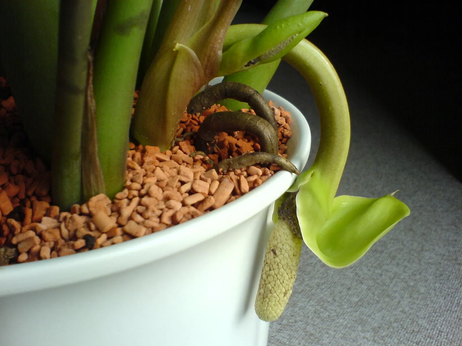 Zee Zee Plant (Zamioculcas Zamiifolia) — the Zamioculcas zamiifolia serves as both a noteworthy focal point or a complementary foliage accent; as, image 71