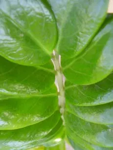 Zee Zee Plant (Zamioculcas Zamiifolia) — The Zamioculcas zamiifolia, commonly known as the ZZ plant, is an elegant, low-maintenance perennial