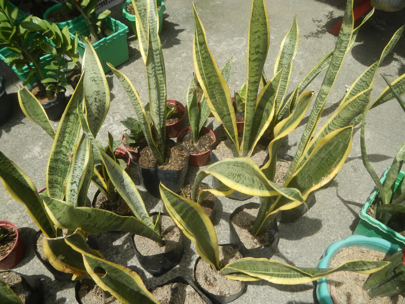 Zee Zee Plant (Zamioculcas Zamiifolia) — reaching an ultimate height of approximately 2 to 3 feet with a similar spread when cultivated indoors; tolerance for