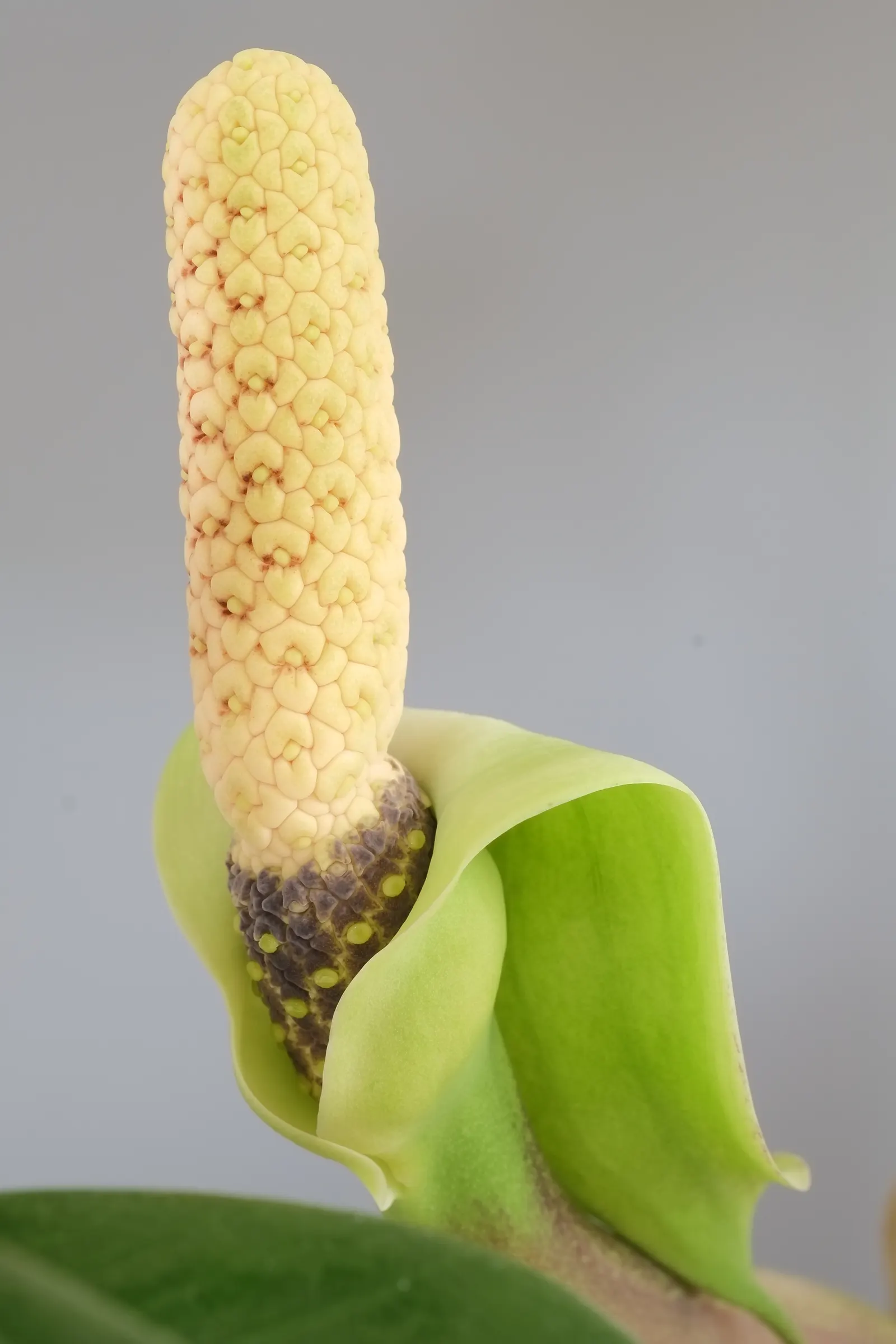 Zee Zee Plant (Zamioculcas Zamiifolia) — palm with white blooms; its rhizomatous root system stores water