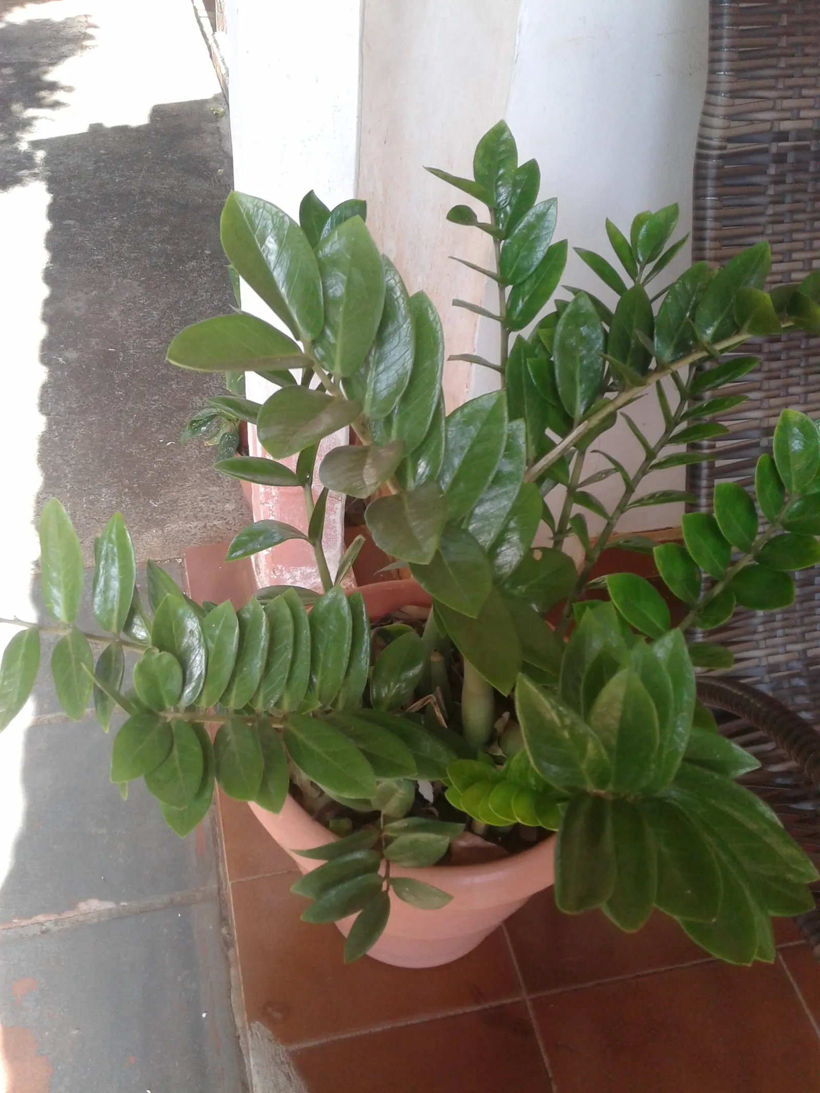 Zee Zee Plant (Zamioculcas Zamiifolia) — the ZZ Plant is particularly well-suited to indoor environments where natural light may be inconsistent, image 61