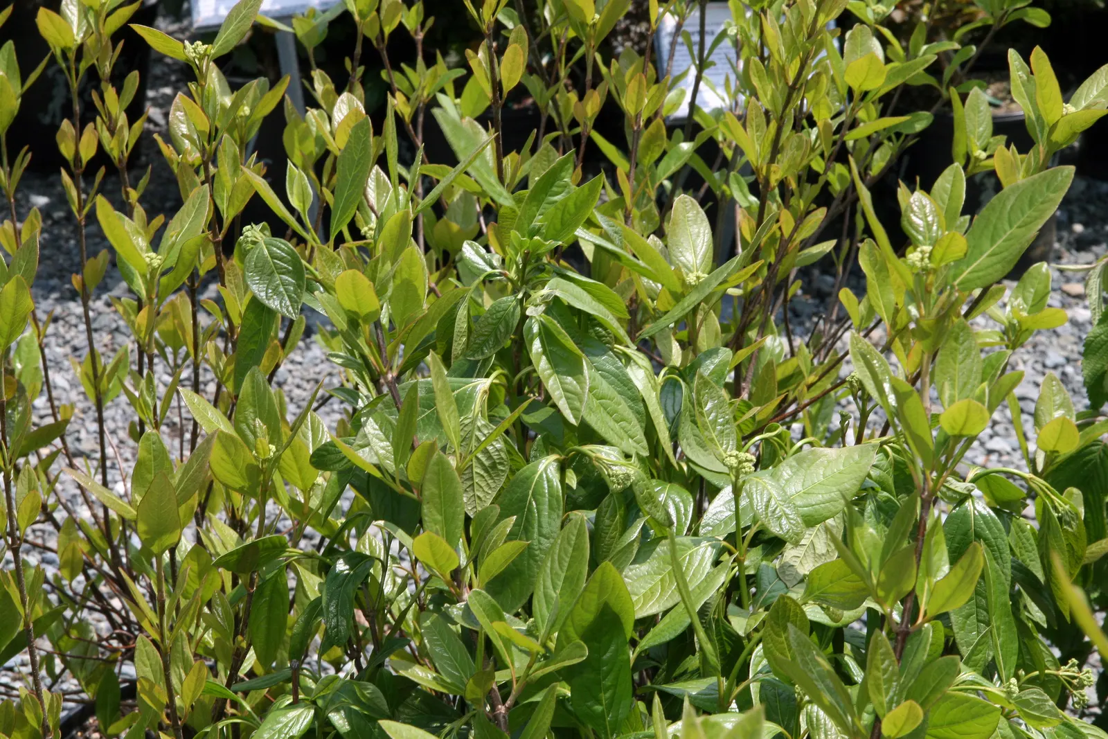 Winterthur Viburnum (Viburnum Nudum 'Winterthur') — Its foliage undergoes a remarkable transformation in the fall