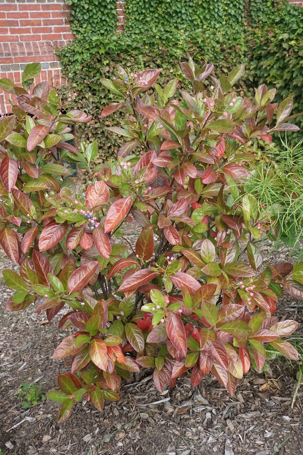 Winterthur Viburnum (Viburnum Nudum 'Winterthur') — it's ideal for mixed borders and naturalized areas