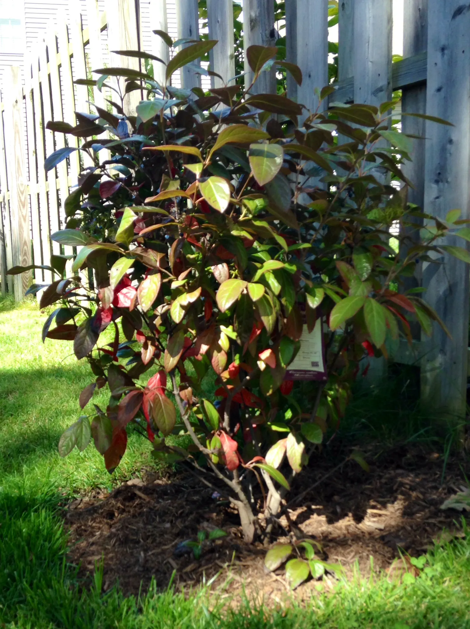 Winterthur Viburnum (Viburnum Nudum 'Winterthur') — scientifically known as Viburnum nudum 'Winterthur'