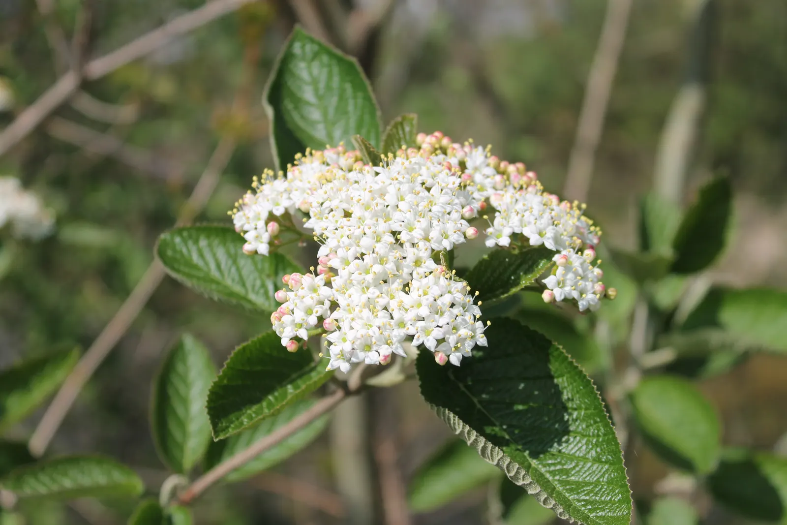 Winterthur Viburnum (Viburnum Nudum 'Winterthur') — This versatile shrub thrives in full sun to part shade and prefers moist, well-drained soil