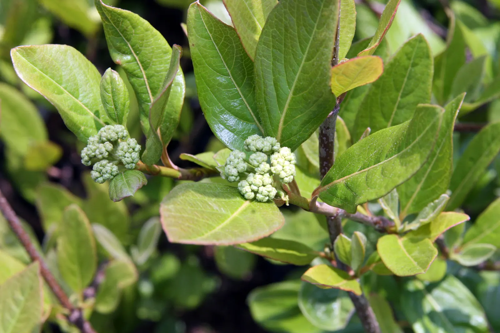 Winterthur Viburnum (Viburnum Nudum 'Winterthur') — where one can witness a display of vibrant reds to deep purple tones