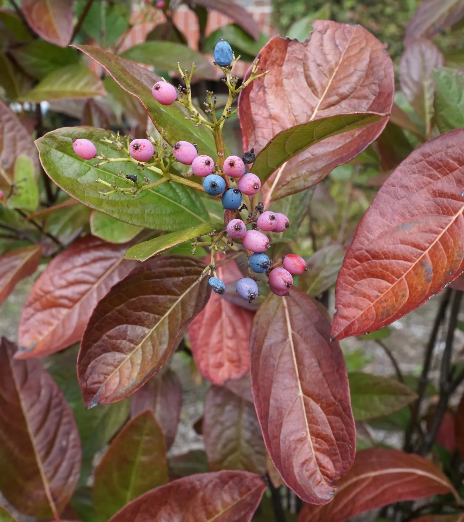 Winterthur Viburnum (Viburnum Nudum 'Winterthur') — offering year-round interest and native adaptability