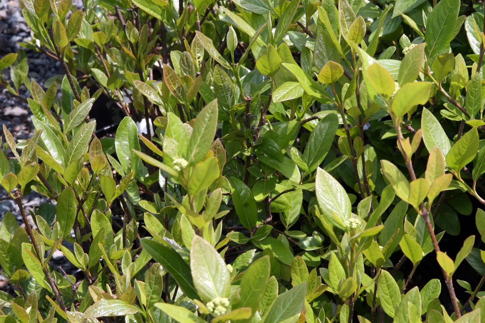 Winterthur Viburnum (Viburnum Nudum 'Winterthur') — Typically reaching 5 to 6 feet in height with a similar spread