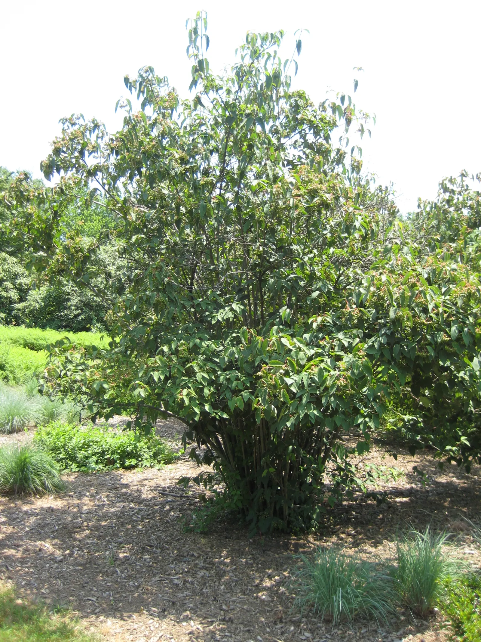 Winterthur Viburnum (Viburnum Nudum 'Winterthur') — Attractive to birds and pollinators