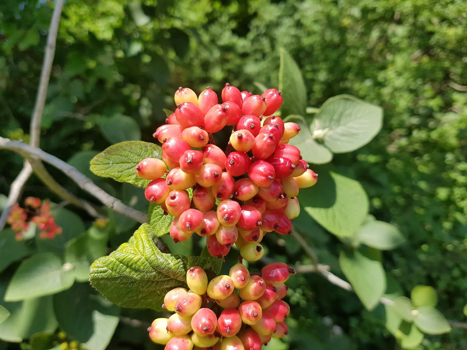 Winterthur Viburnum (Viburnum Nudum 'Winterthur') — Its glossy leaves turn maroon-red in fall, complementing the white spring flowers and blue-to-black berries