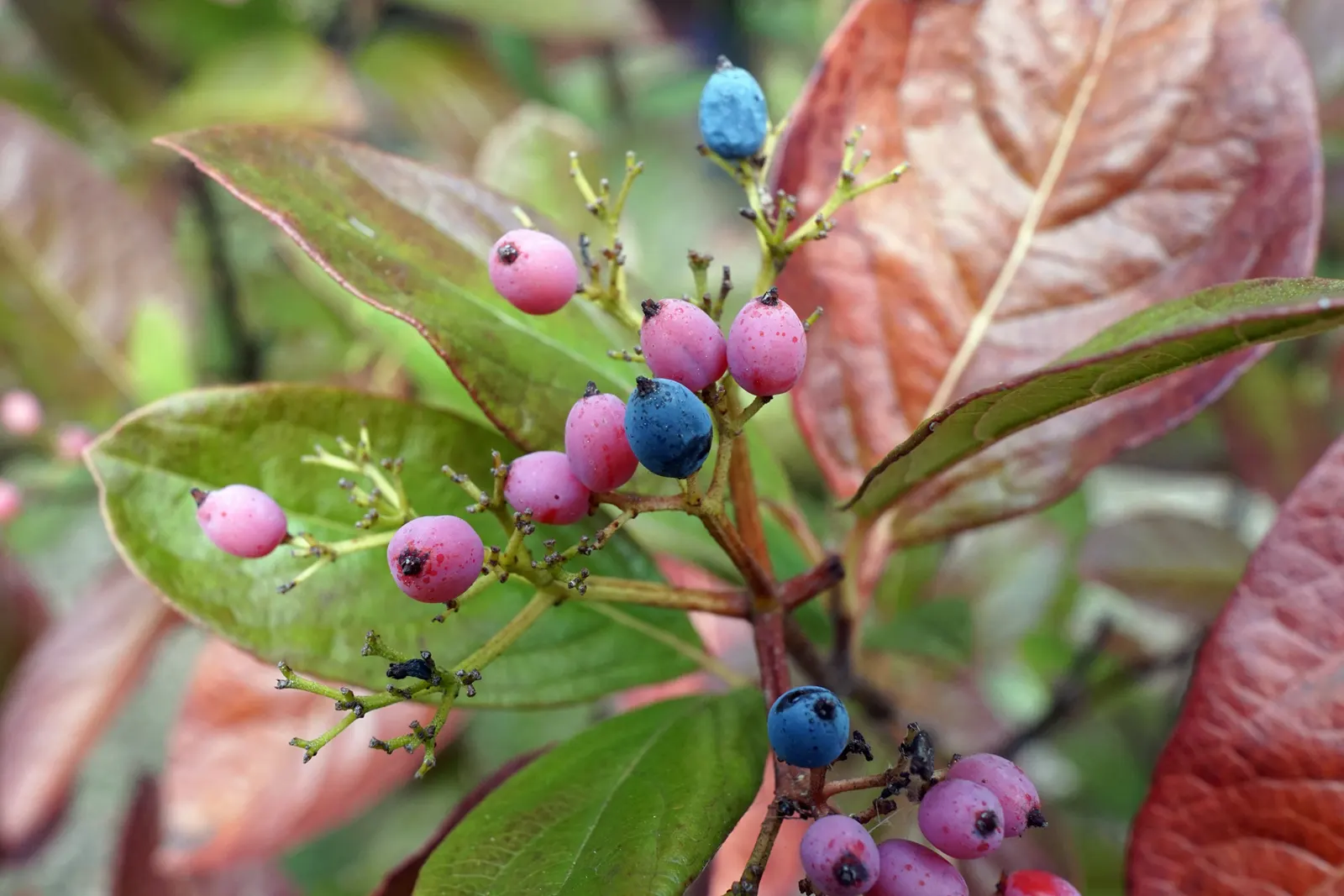 Winterthur Viburnum (Viburnum Nudum 'Winterthur') — The Viburnum nudum 'Winterthur' is a compact, multi-stemmed shrub, reaching 5-6 feet tall and wide