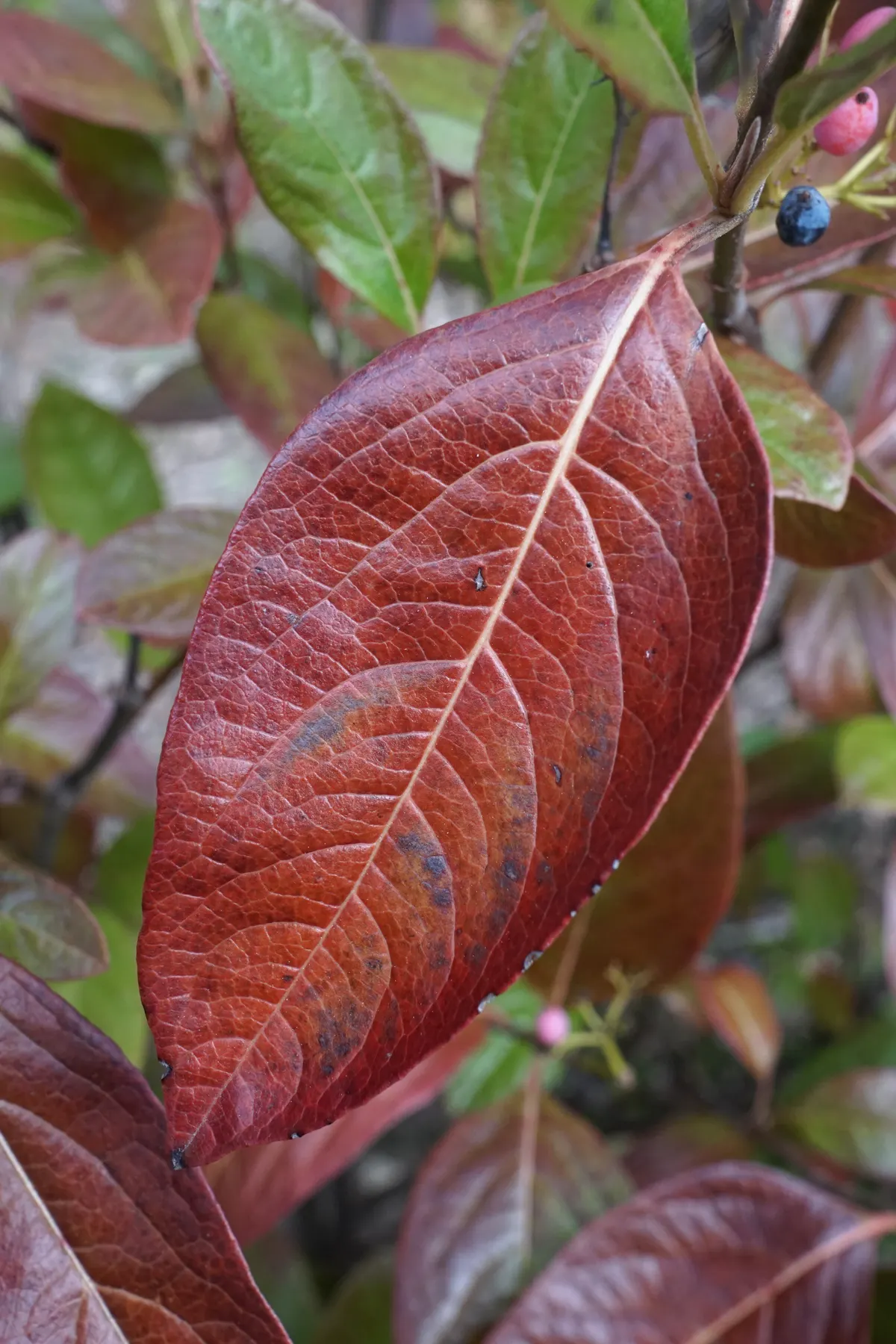 Winterthur Viburnum (Viburnum Nudum 'Winterthur') — the Winterthur presents a lush green backdrop throughout the growing season