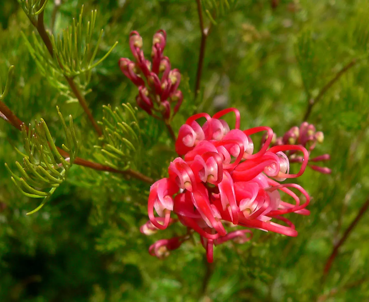 Spider Net Grevillea (Grevillea Thelemanniana) — featuring vibrant and intricate blossoms that demand attention