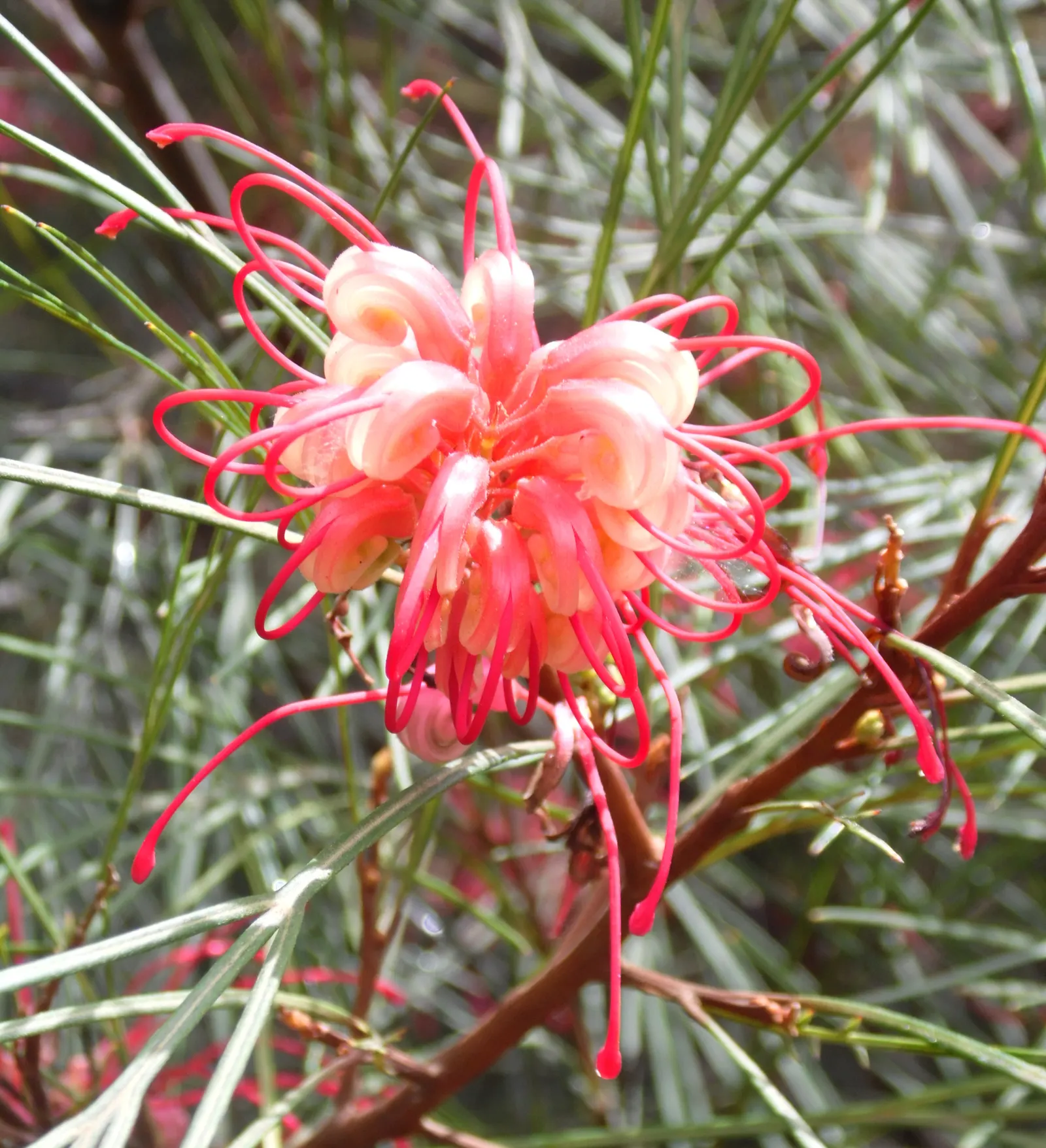 Spider Net Grevillea (Grevillea Thelemanniana) — Ideal for USDA zones 9-11, it thrives in full sun to part shade and requires well-drained soil