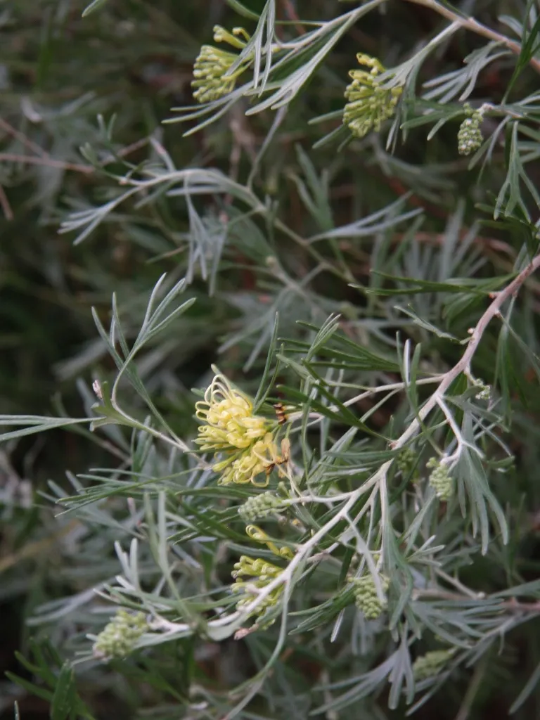 Spider Net Grevillea (Grevillea Thelemanniana) — commonly called Spider Net Grevillea