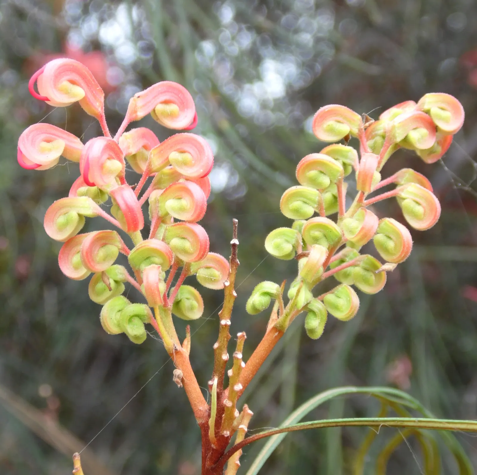 Spider Net Grevillea (Grevillea Thelemanniana) — delicate red or pink flowers resembling spider webs