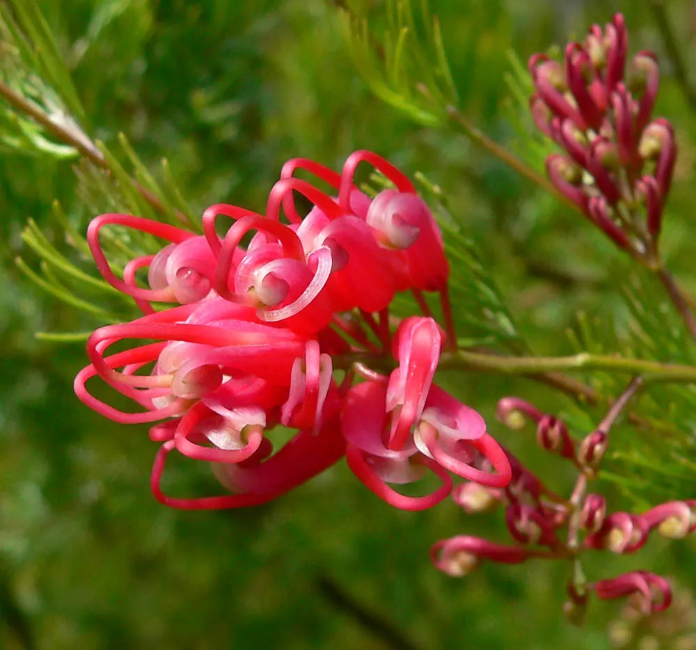 Spider Net Grevillea (Grevillea Thelemanniana) — offers a sprawling statement in any landscape design