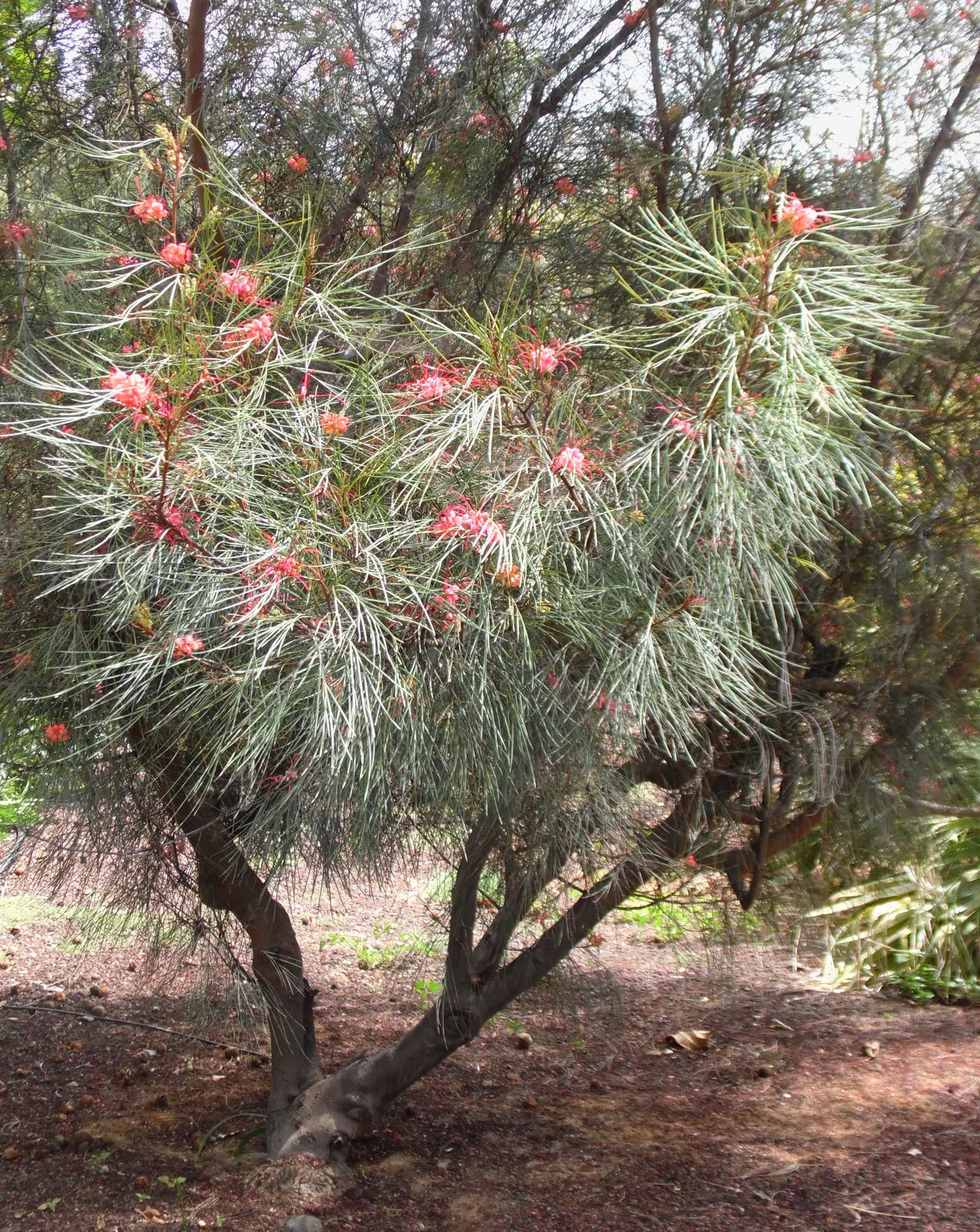 Spider Net Grevillea (Grevillea Thelemanniana) — which blossom profusely from late fall to spring