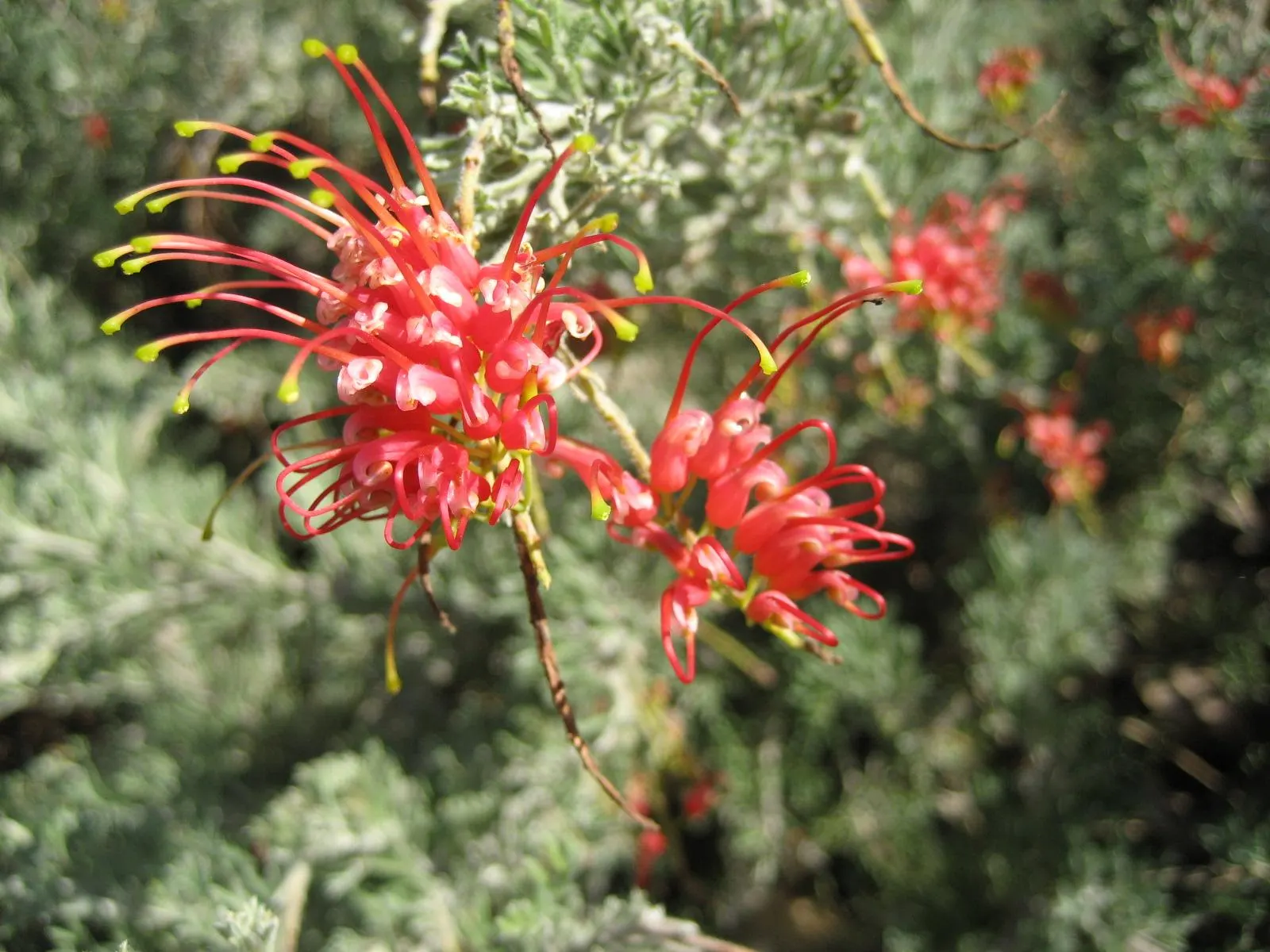 Spider Net Grevillea (Grevillea Thelemanniana) — Low water needs once established make it suitable for drought-tolerant landscapes
