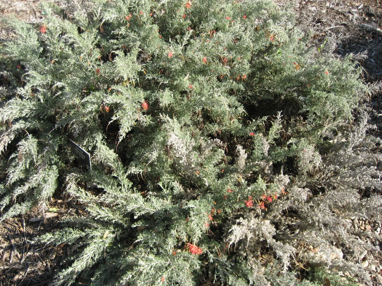 Spider Net Grevillea (Grevillea Thelemanniana) — The Spider Net Grevillea (Grevillea thelemanniana)