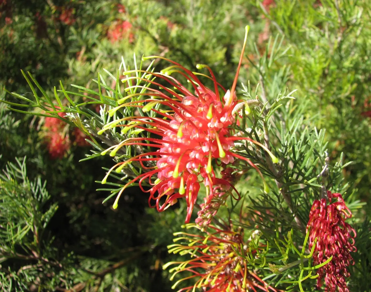 Spider Net Grevillea (Grevillea Thelemanniana) — reaching up to 5 feet high with a similar spread
