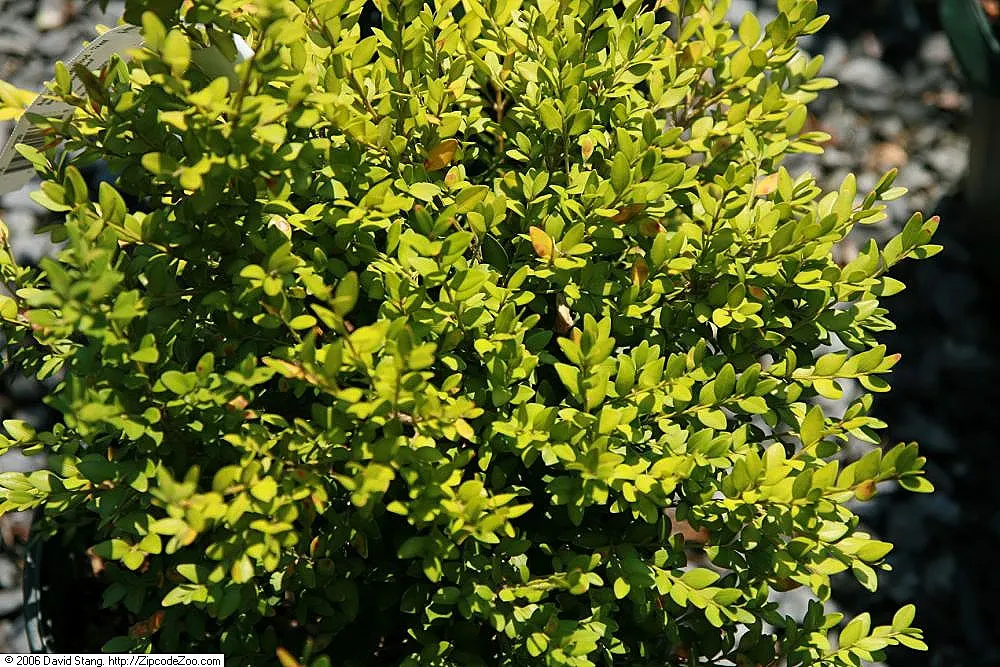 Green Mound Boxwood (Buxus 'Green Mound') — Its lustrous, dark green leaves remain vibrant year-round, providing excellent color to landscapes