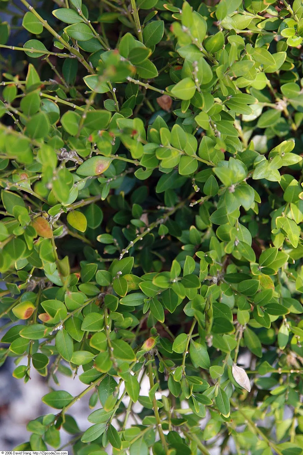 Green Mound Boxwood (Buxus 'Green Mound') — The Buxus 'Green Mound' is a compact, evergreen shrub known for its rounded shape and dense foliage