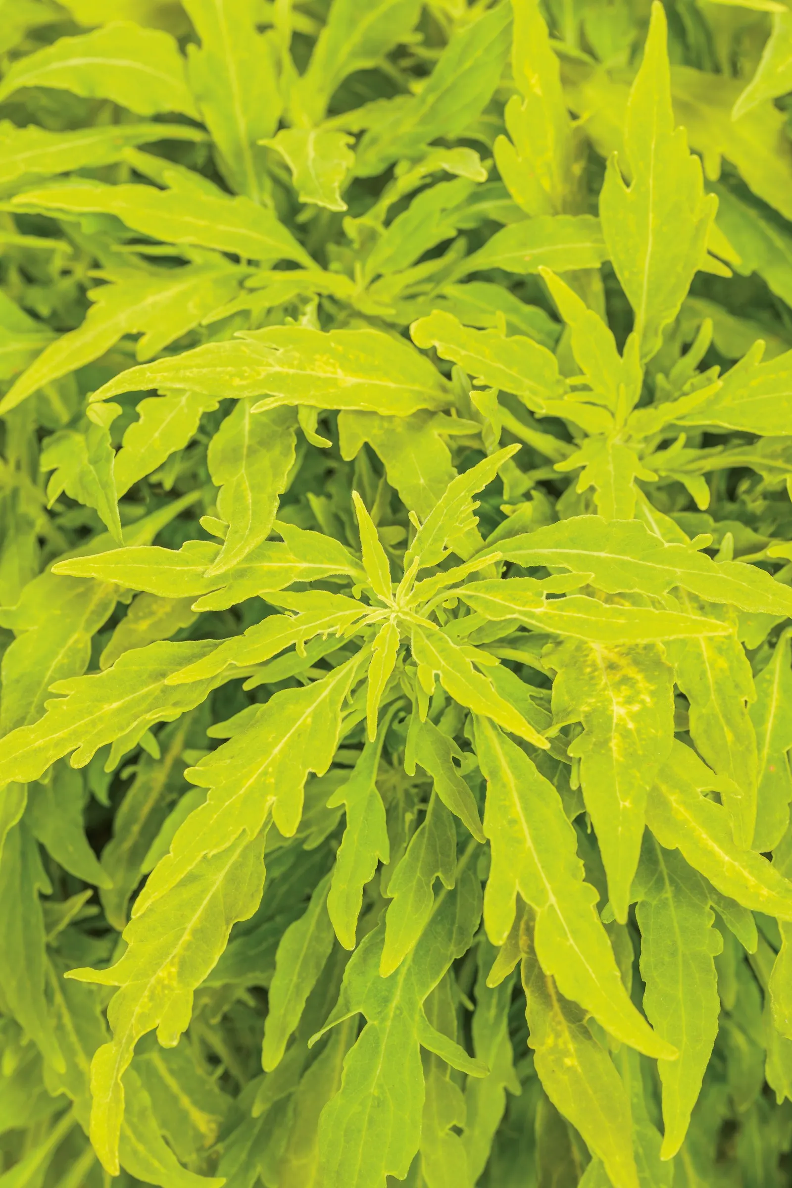 Mini Me™ Chartreuse Coleus (Coleus scutellarioides) — it is chosen for strong foliage performance and very late flowering