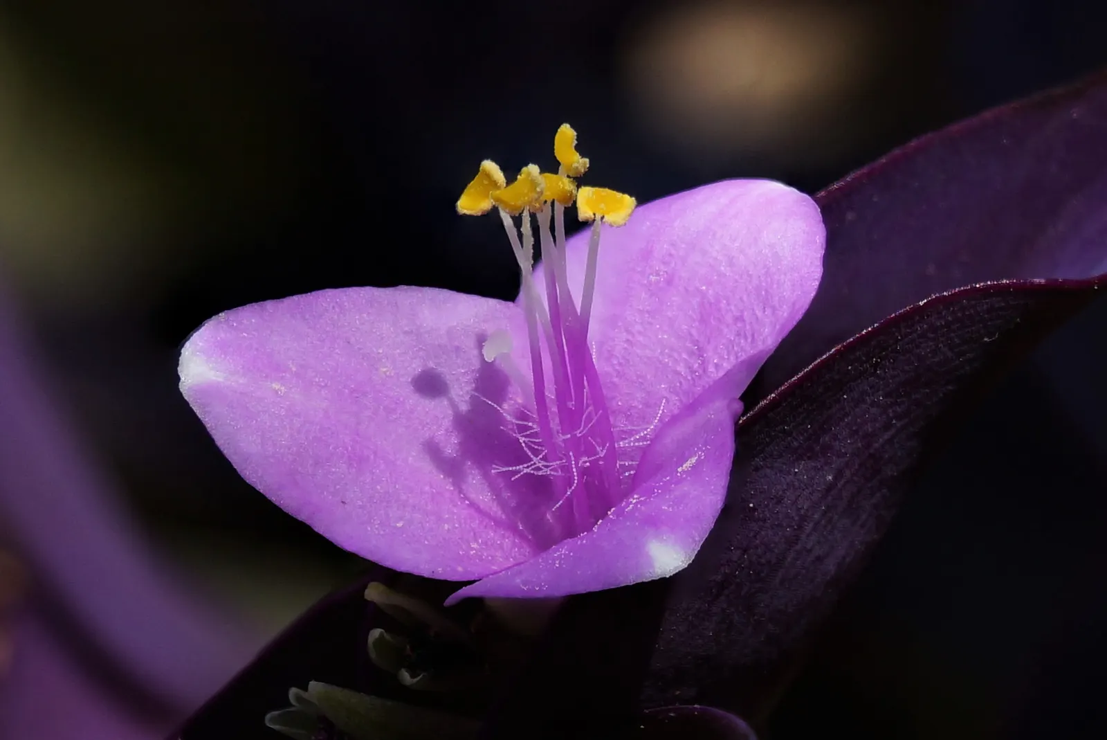 Purple Heart, Purple Queen (Tradescantia Pallida 'Purpurea') — offering a subtle contrast to the dominant purple hues of its leaves.<br><br>For, image 103