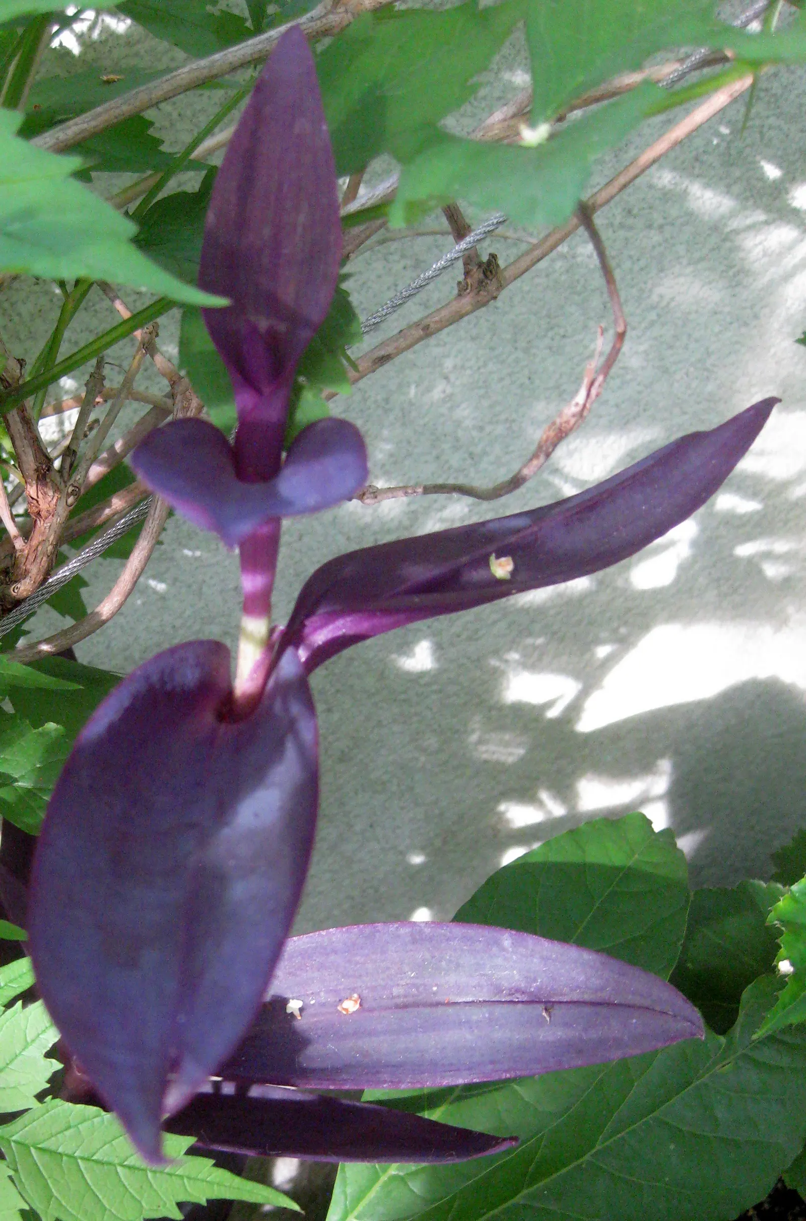 Purple Heart, Purple Queen (Tradescantia Pallida 'Purpurea') — lavender and pink and purple flowers in the garden; is a striking perennial plant, image 67