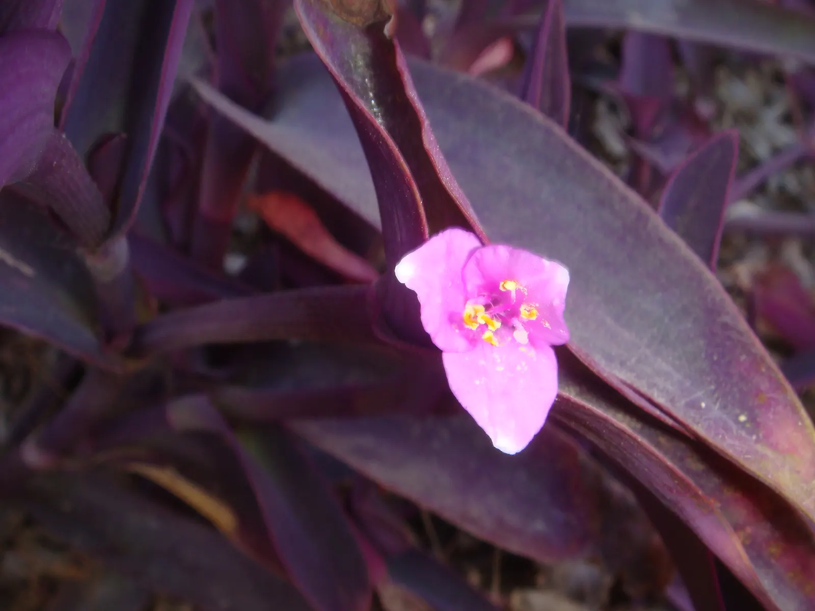 Purple Heart, Purple Queen (Tradescantia Pallida 'Purpurea') — Its foliage retains its vibrant color best when exposed to several hours of sunlight, image 54