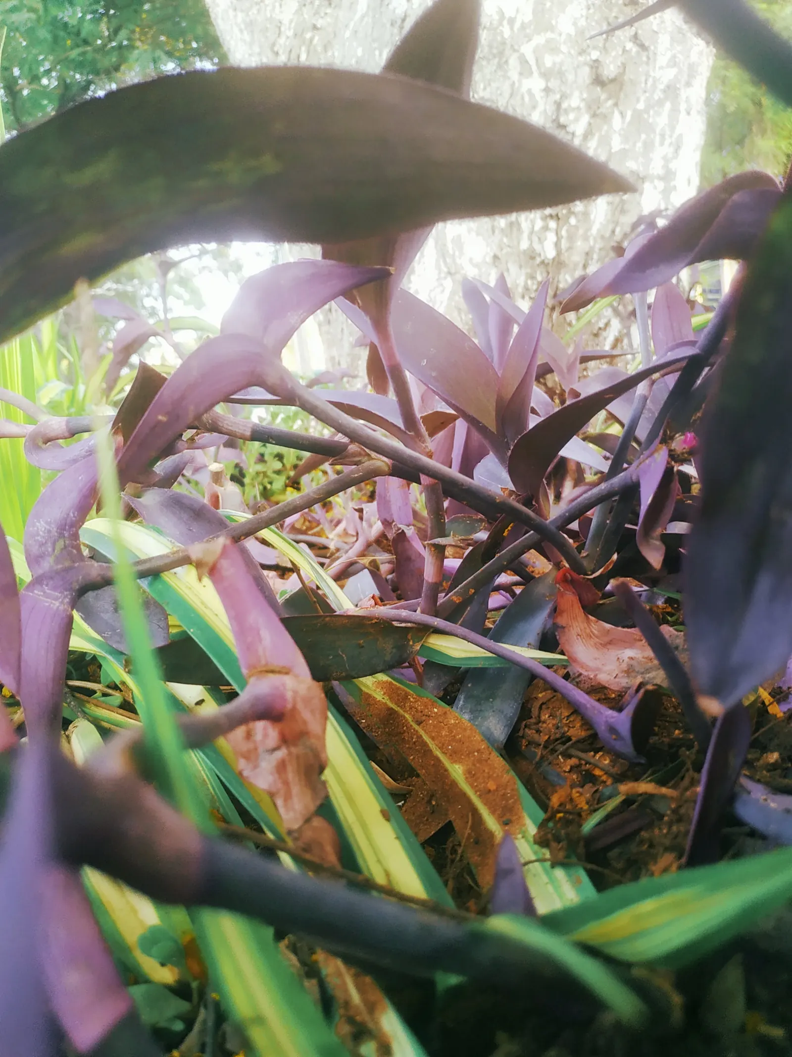Purple Heart, Purple Queen (Tradescantia Pallida 'Purpurea') — the Purple Heart enjoys full sun to partial shade and prefers well-drained soil