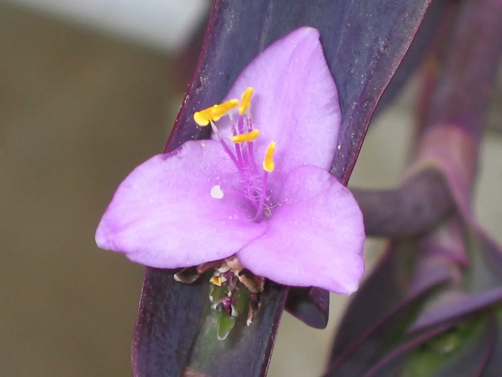 Purple Heart, Purple Queen (Tradescantia Pallida 'Purpurea') — small pink or purple flowers may bloom in the summer; lavender and pink and purple flowers in