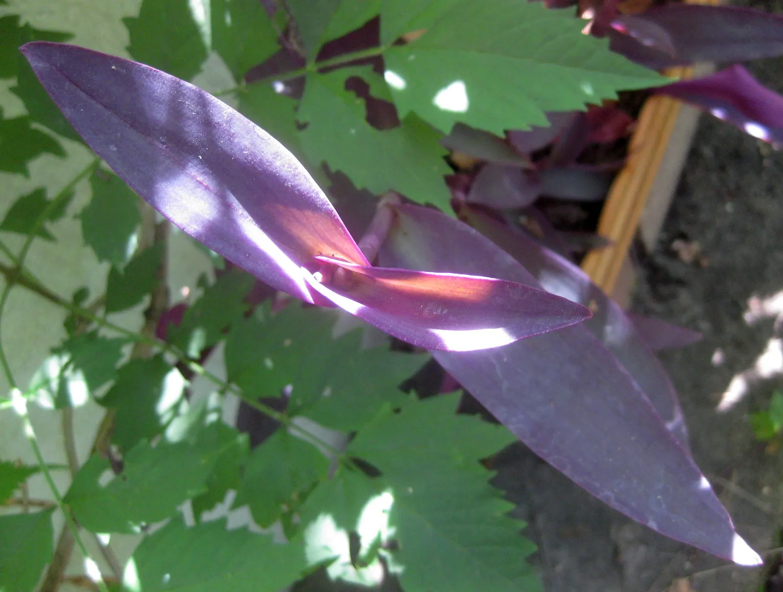 Purple Heart, Purple Queen (Tradescantia Pallida 'Purpurea') — Its foliage retains its vibrant color best when exposed to several hours of sunlight, image 77