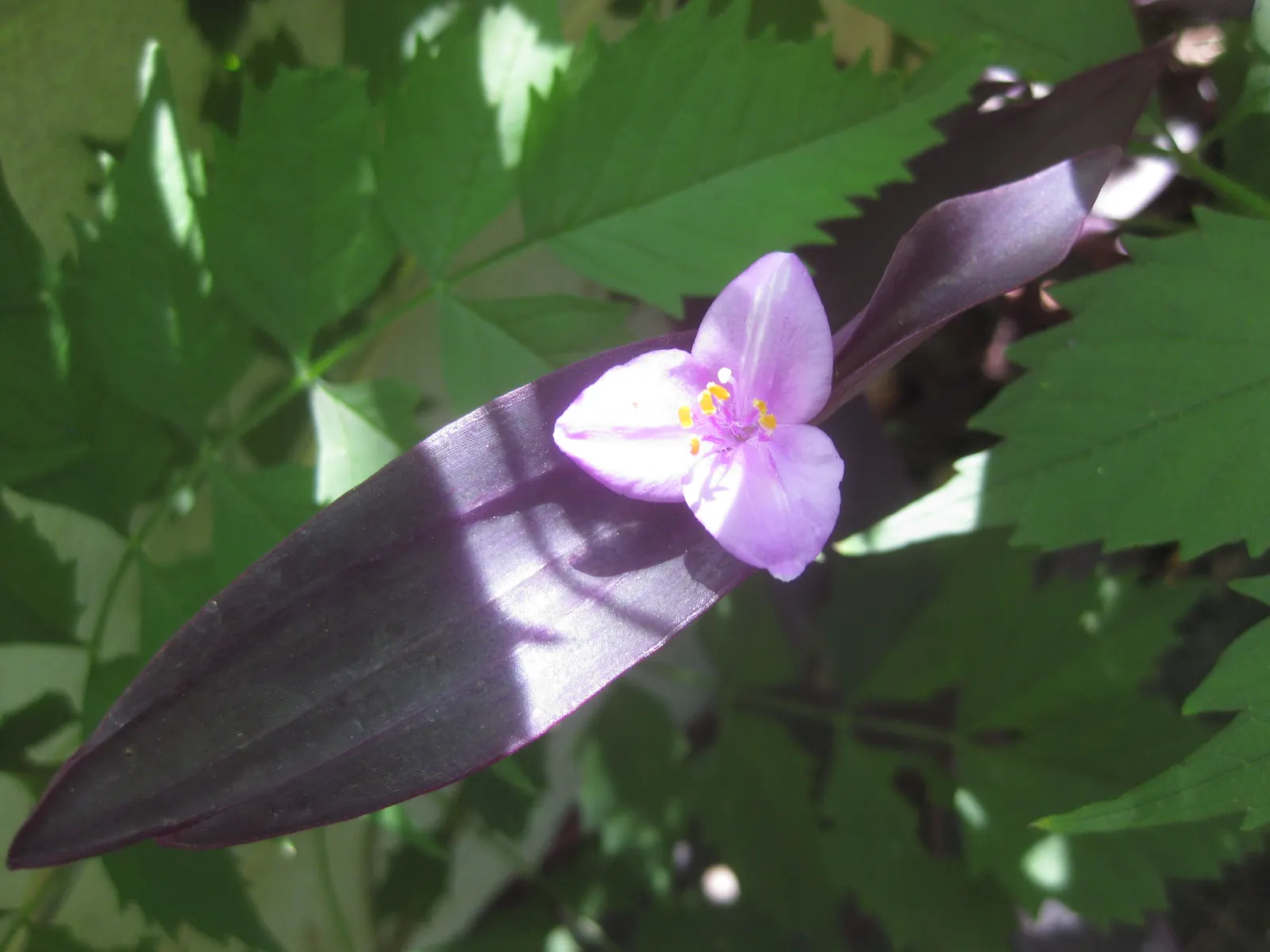 Purple Heart, Purple Queen (Tradescantia Pallida 'Purpurea') — makes it perfect for ground cover; it should be noted that the sap may cause skin, image 95
