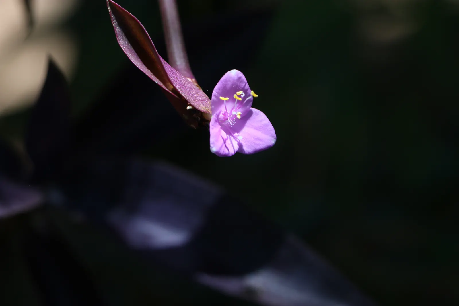 Purple Heart, Purple Queen (Tradescantia Pallida 'Purpurea') — so handling with gloves is recommended