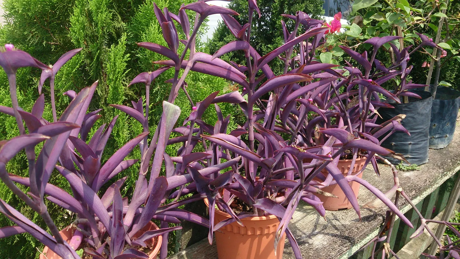 Purple Heart, Purple Queen (Tradescantia Pallida 'Purpurea') — commonly referred to as Purple Heart or Purple Queen; in addition to its foliage, image 74