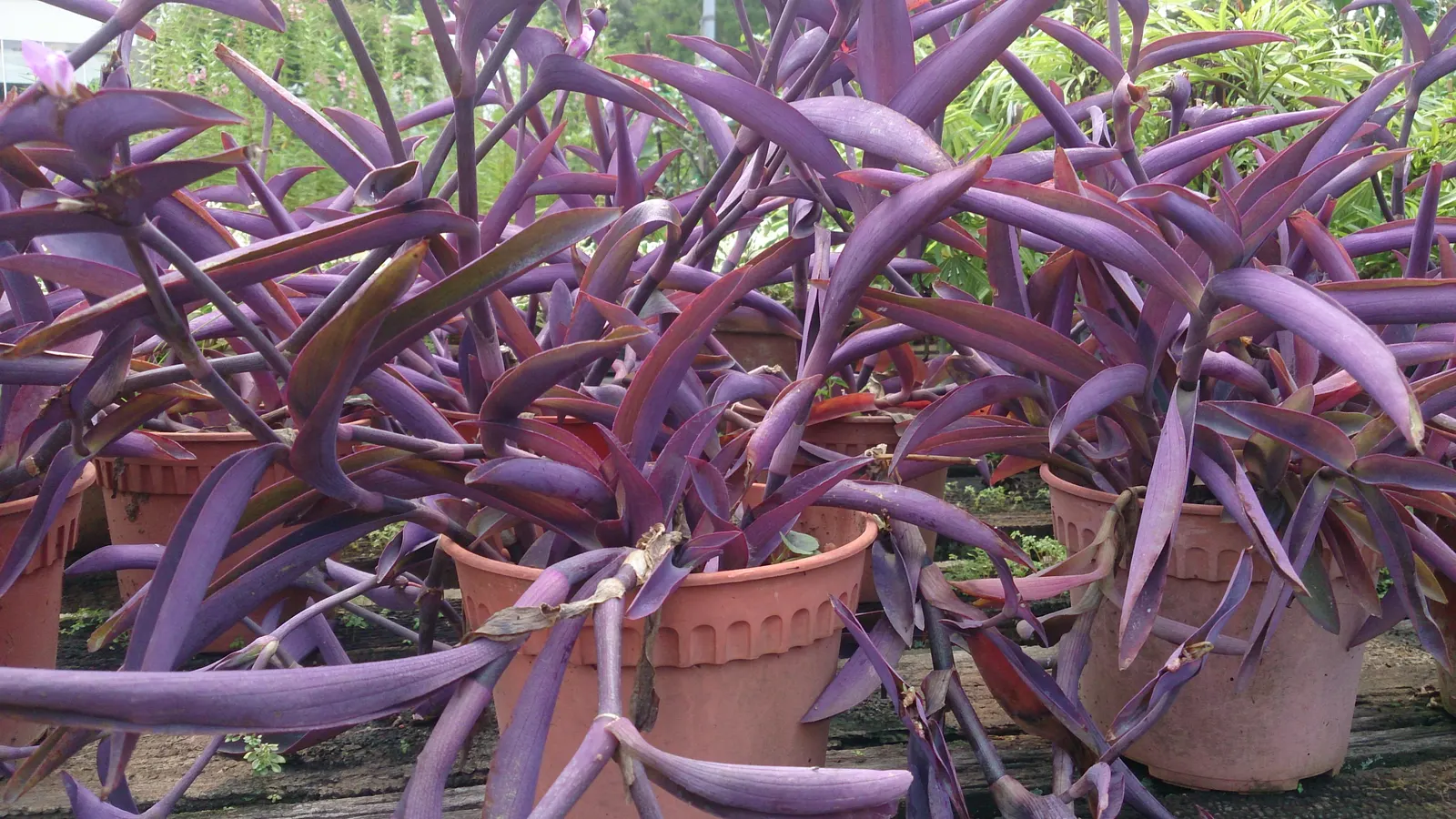 Purple Heart, Purple Queen (Tradescantia Pallida 'Purpurea') — reaching 16 to 18 inches in height and spreading 24 to 36 inches wide