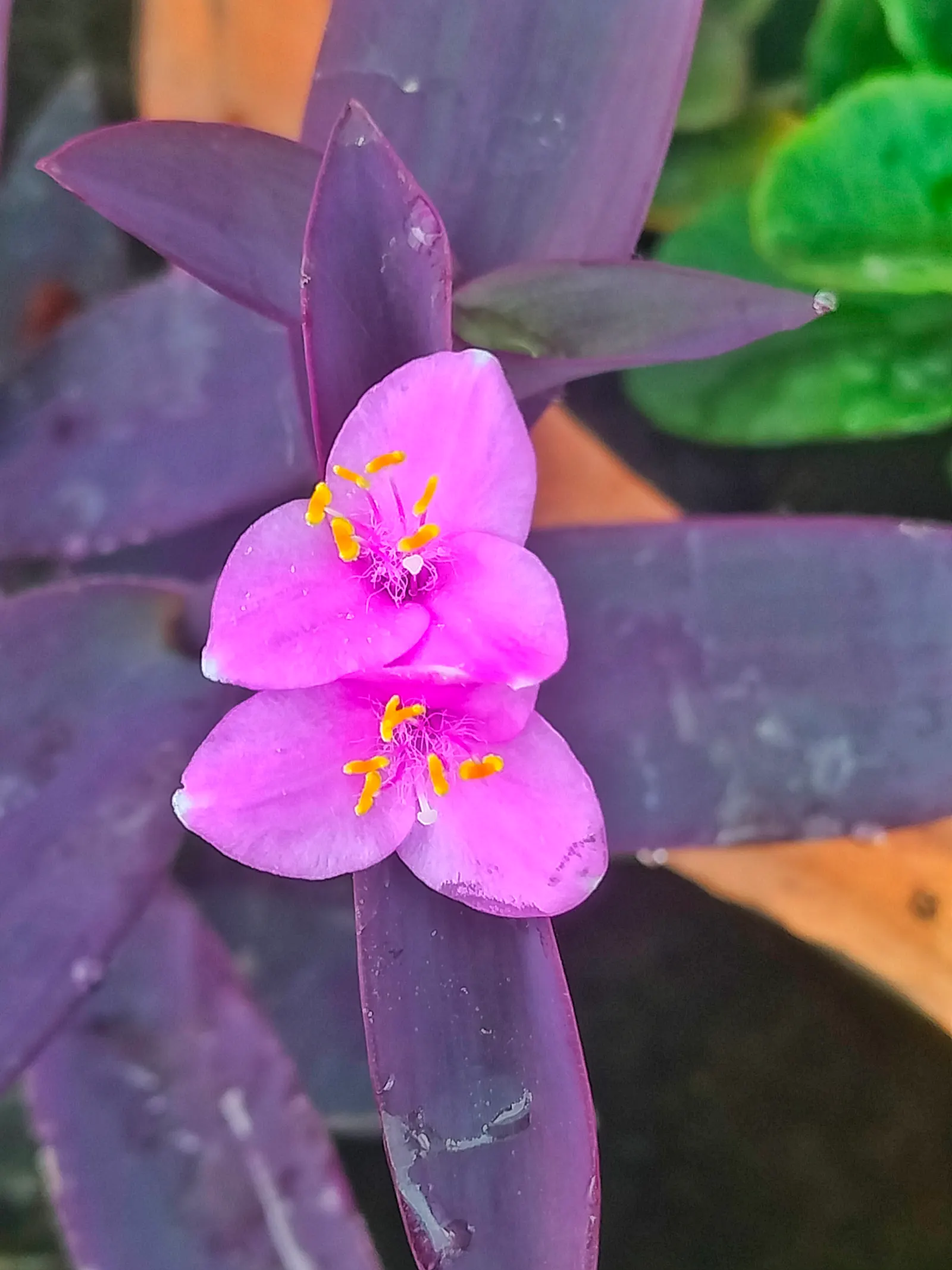 Purple Heart, Purple Queen (Tradescantia Pallida 'Purpurea') — Its foliage retains its vibrant color best when exposed to several hours of sunlight, image 31