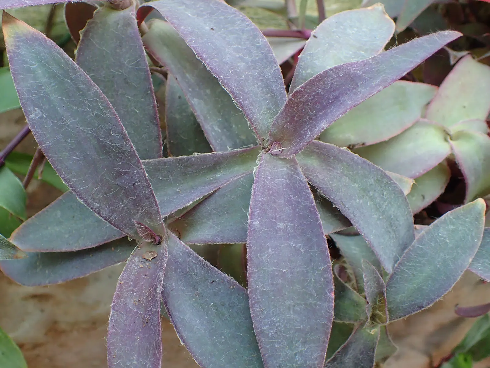 Purple Heart, Purple Queen (Tradescantia Pallida 'Purpurea') — creating a visually pleasing tapestry of textures and shades; tradescantia pallida, image 86