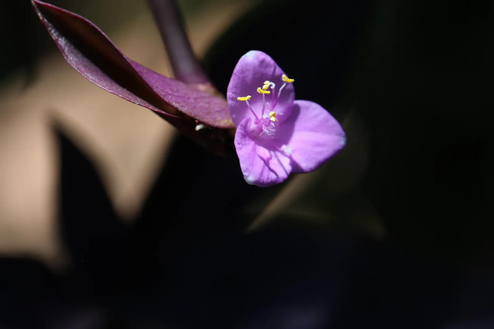 Purple Heart, Purple Queen (Tradescantia Pallida 'Purpurea') — and as a covetable ground cover; small pink or purple flowers may bloom in the summer, image 61