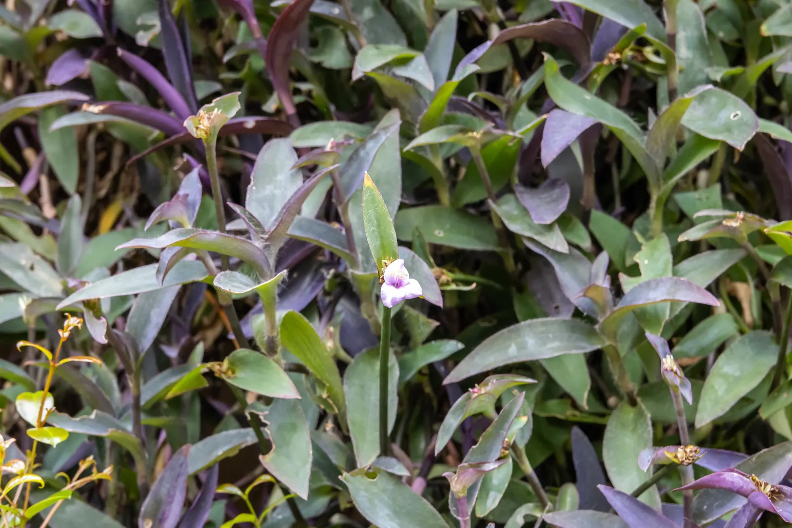 Purple Heart, Purple Queen (Tradescantia Pallida 'Purpurea') — In addition to its foliage; the Purple Heart is suitable for borders, image 55