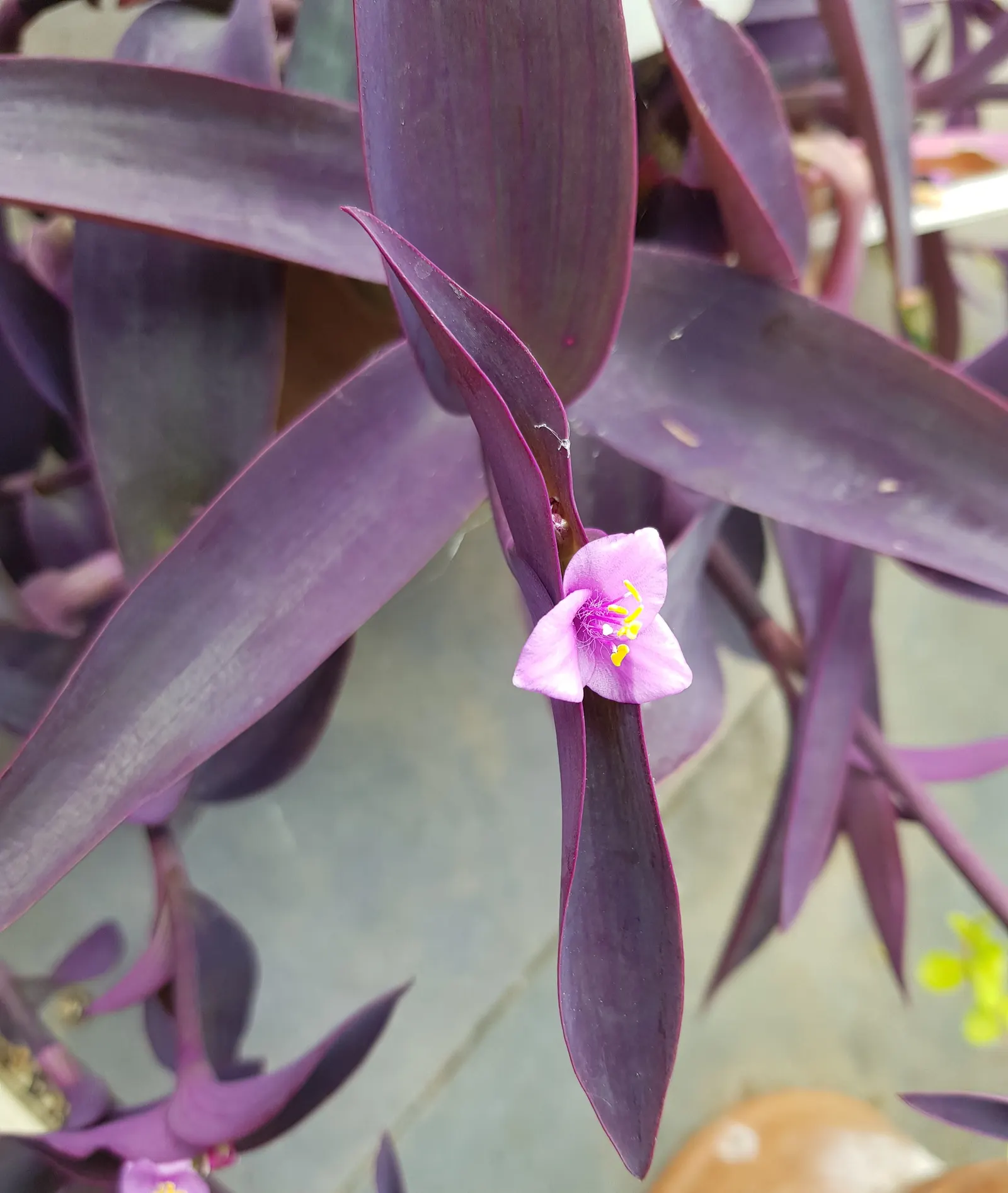 Purple Heart, Purple Queen (Tradescantia Pallida 'Purpurea') — small pink or purple flowers may bloom in the summer; lavender and pink and purple, image 56