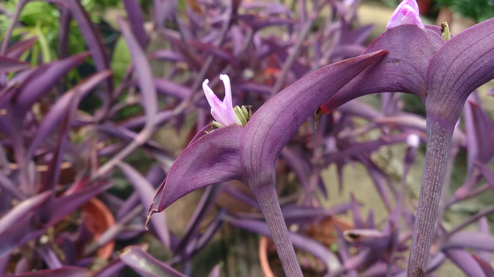 Purple Heart, Purple Queen (Tradescantia Pallida 'Purpurea') — It should be noted that the sap may cause skin irritation; its foliage retains its vibrant color