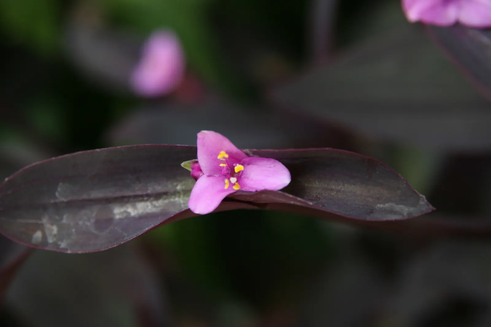 Purple Heart, Purple Queen (Tradescantia Pallida 'Purpurea') — makes it perfect for ground cover; it should be noted that the sap may cause skin, image 72