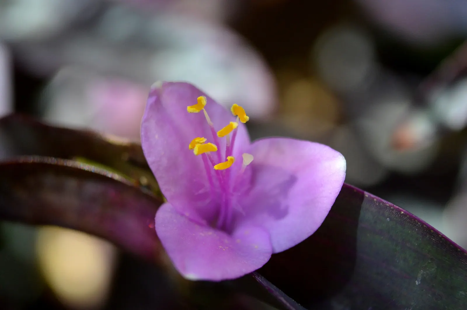 Purple Heart, Purple Queen (Tradescantia Pallida 'Purpurea') — The Purple Heart propagates easily from cuttings; so handling with gloves is, image 105