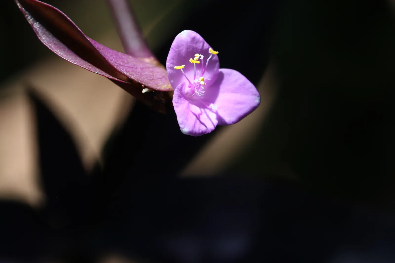 Purple Heart, Purple Queen (Tradescantia Pallida 'Purpurea') — so handling with gloves is recommended; and as a covetable ground cover, image 88