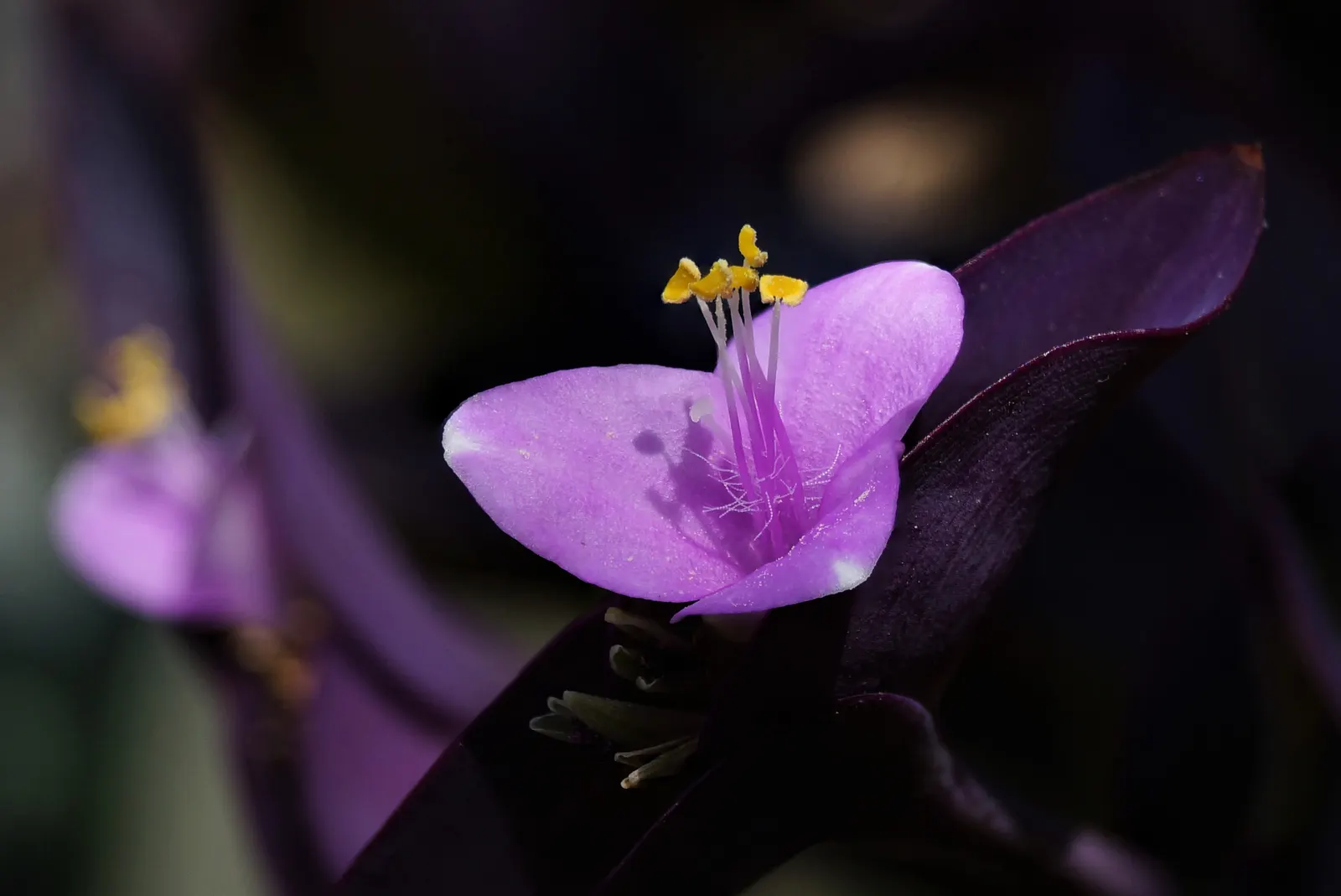 Purple Heart, Purple Queen (Tradescantia Pallida 'Purpurea') — commonly referred to as Purple Heart or Purple Queen; in addition to its foliage, image 97